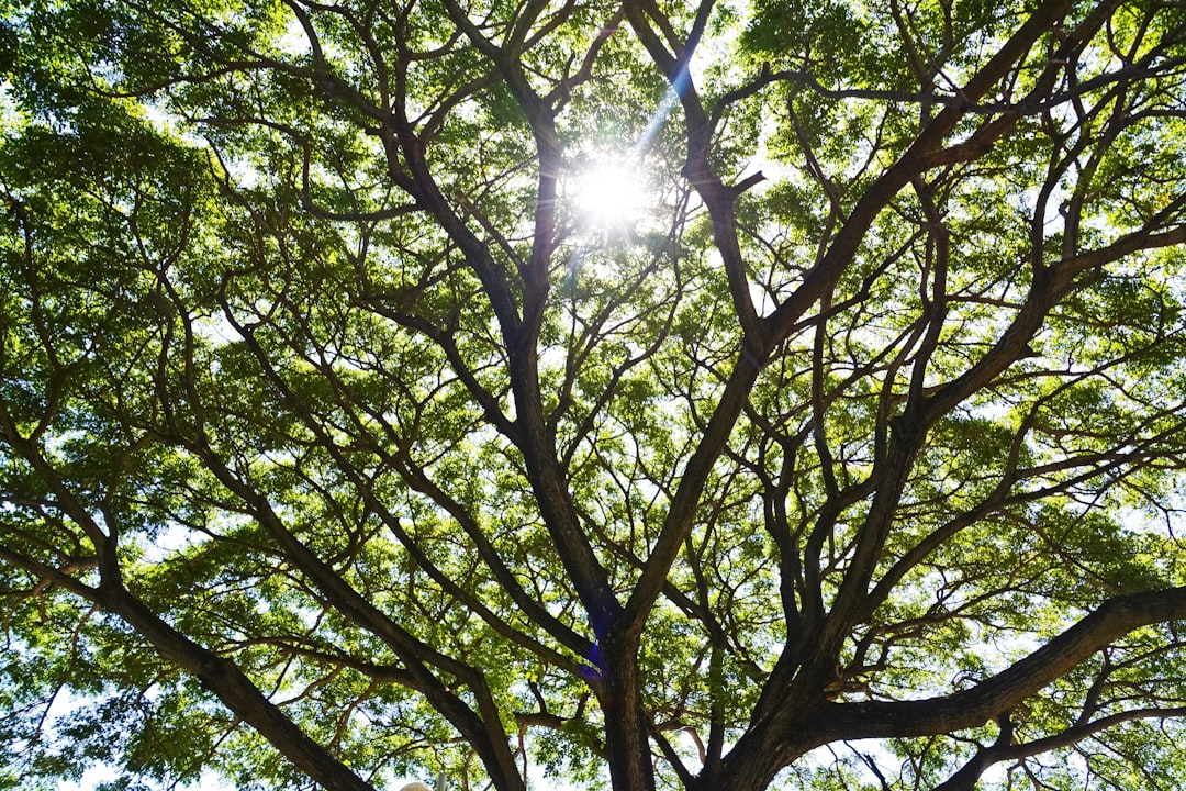 green tree under blue sky during daytime