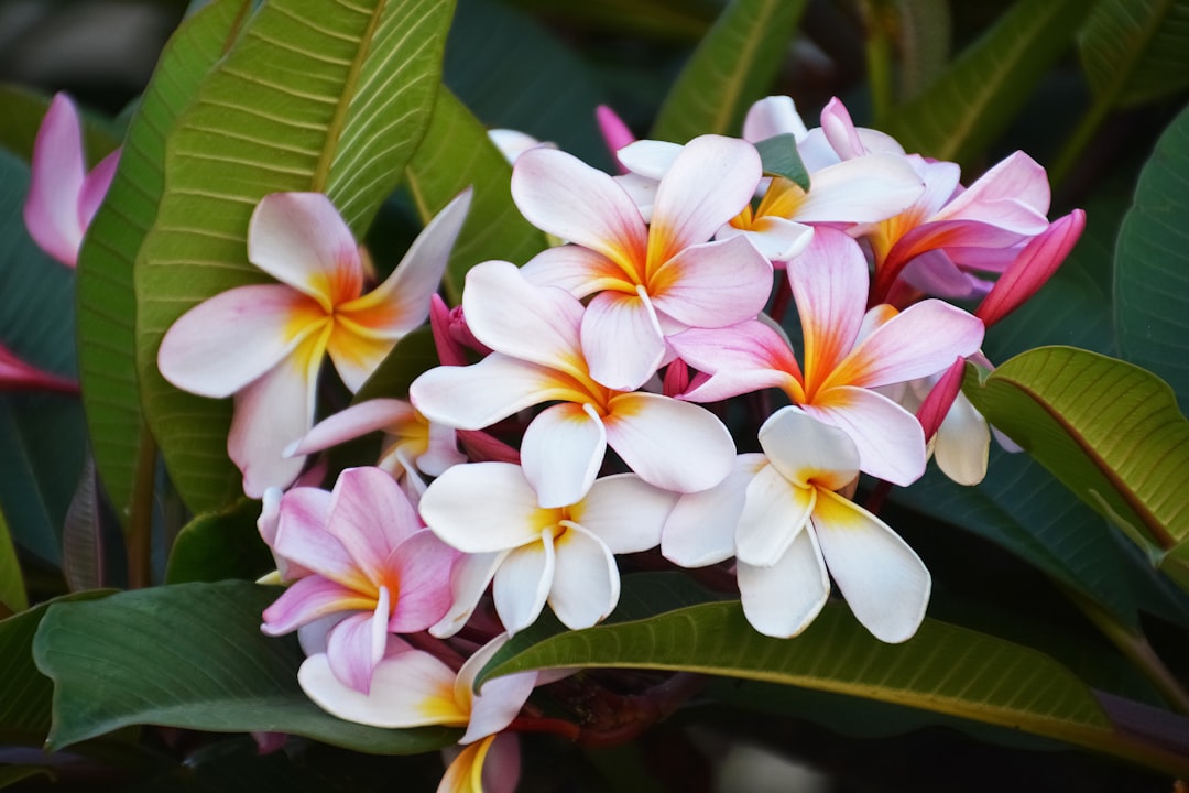 white and red flowers with green leaves