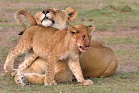 brown lioness and cub on green grass field during daytime