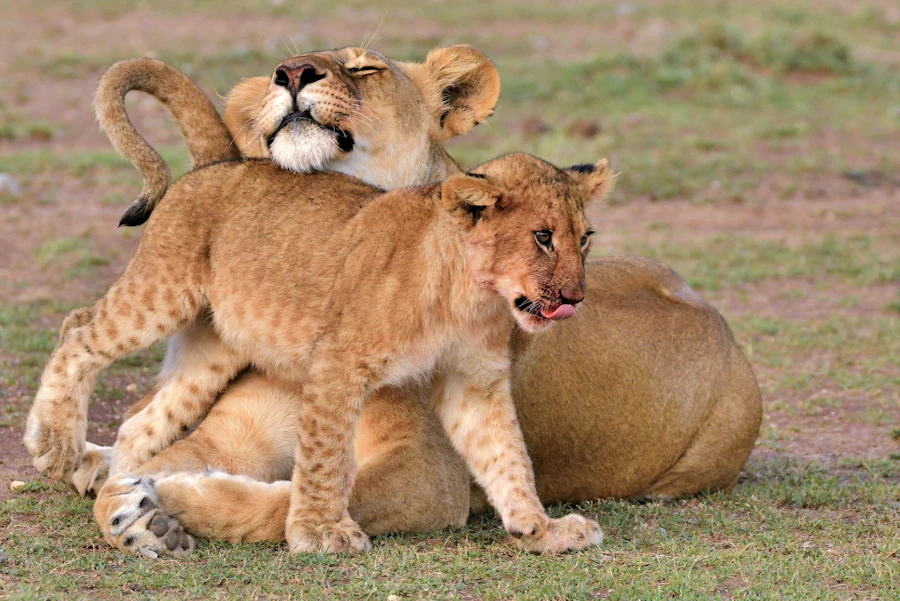 A lioness with her cub in green grass