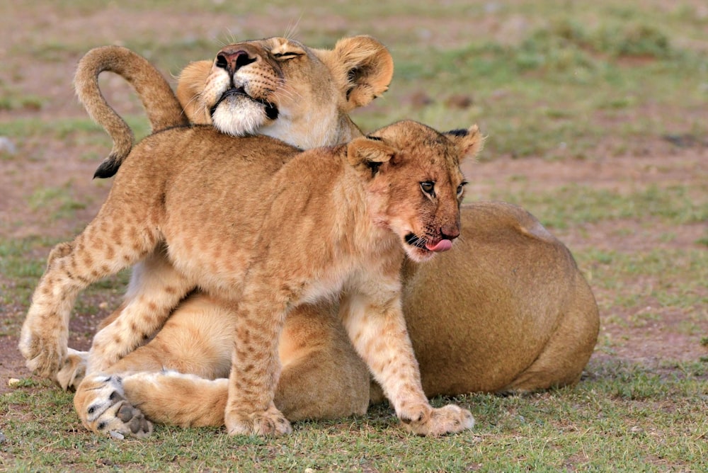 brown lioness and cub on green grass field during daytime