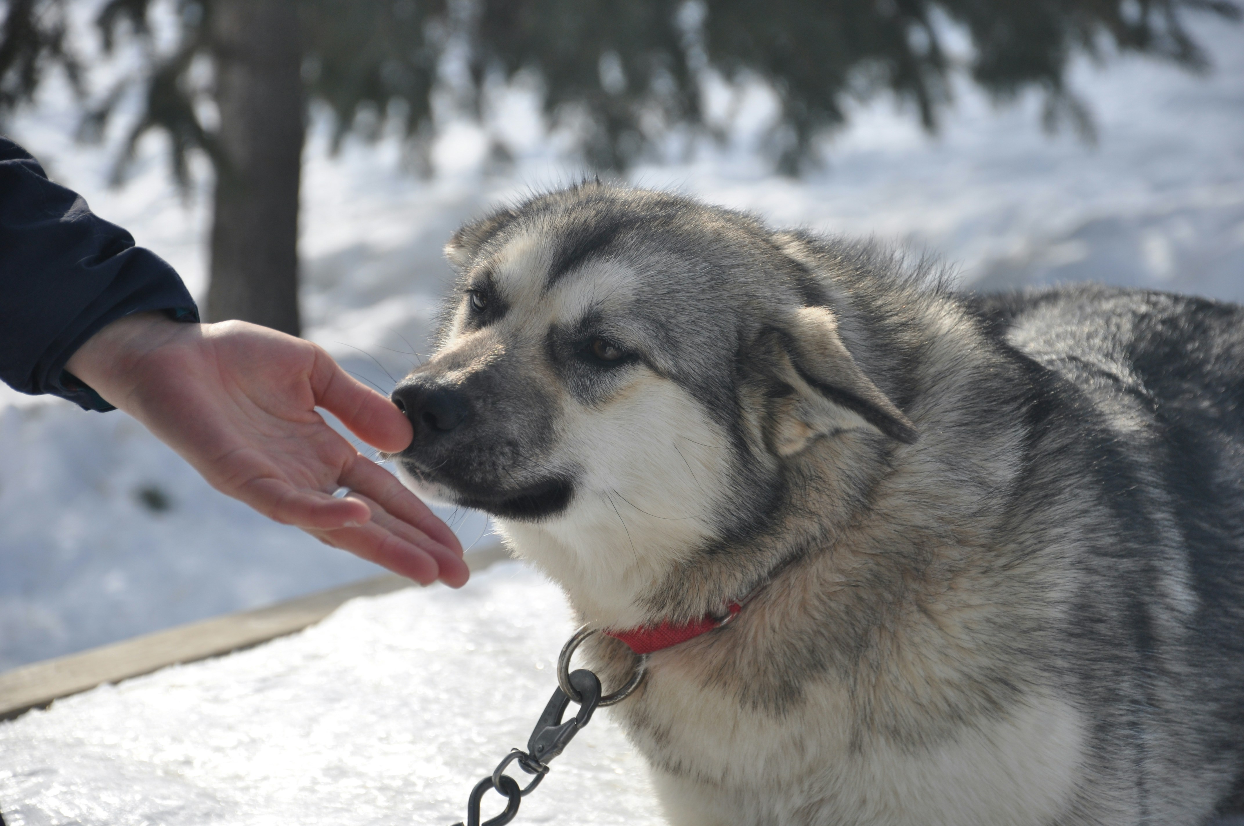 Simple Tips to Support a Healthy Smile and Happy Pup