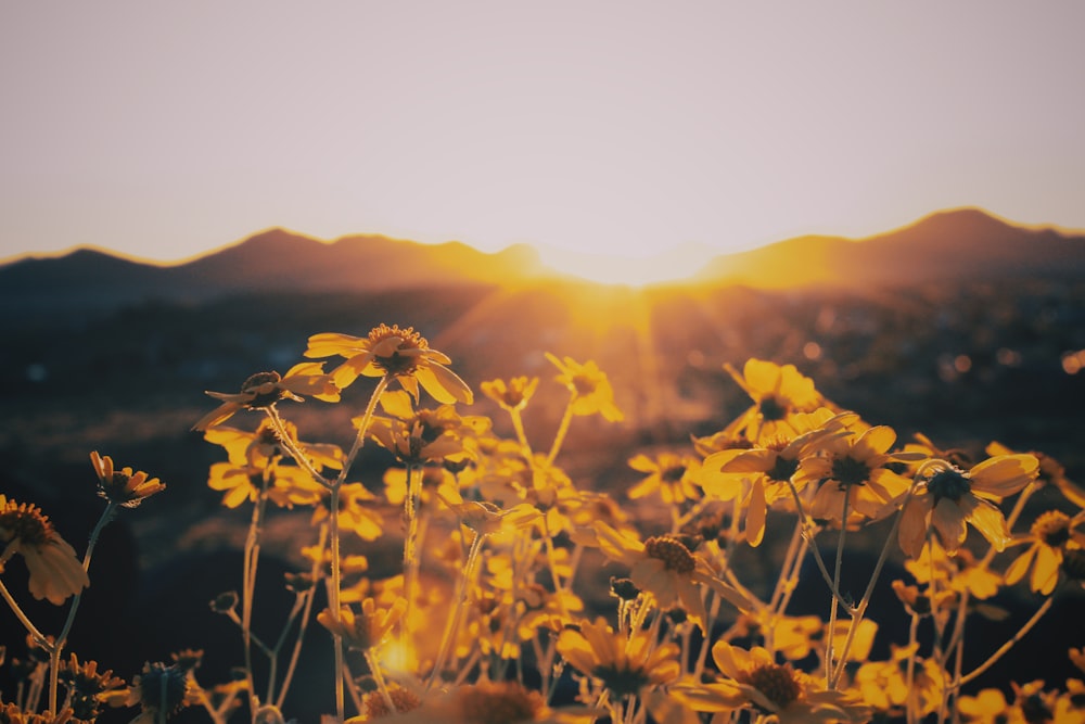 yellow flower field during sunset