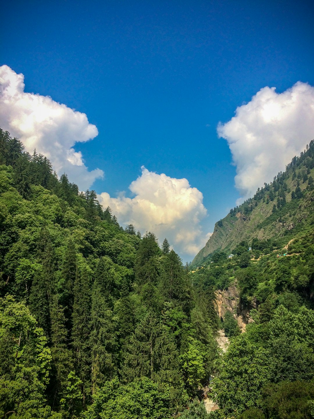 green trees on mountain under blue sky during daytime