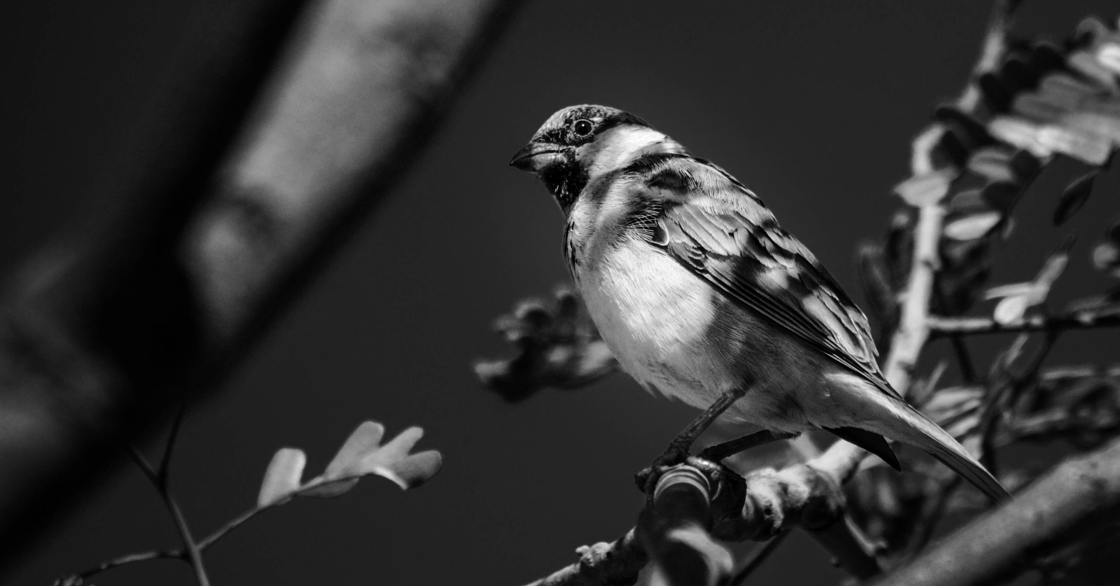 Photo by rohit_kumar_21