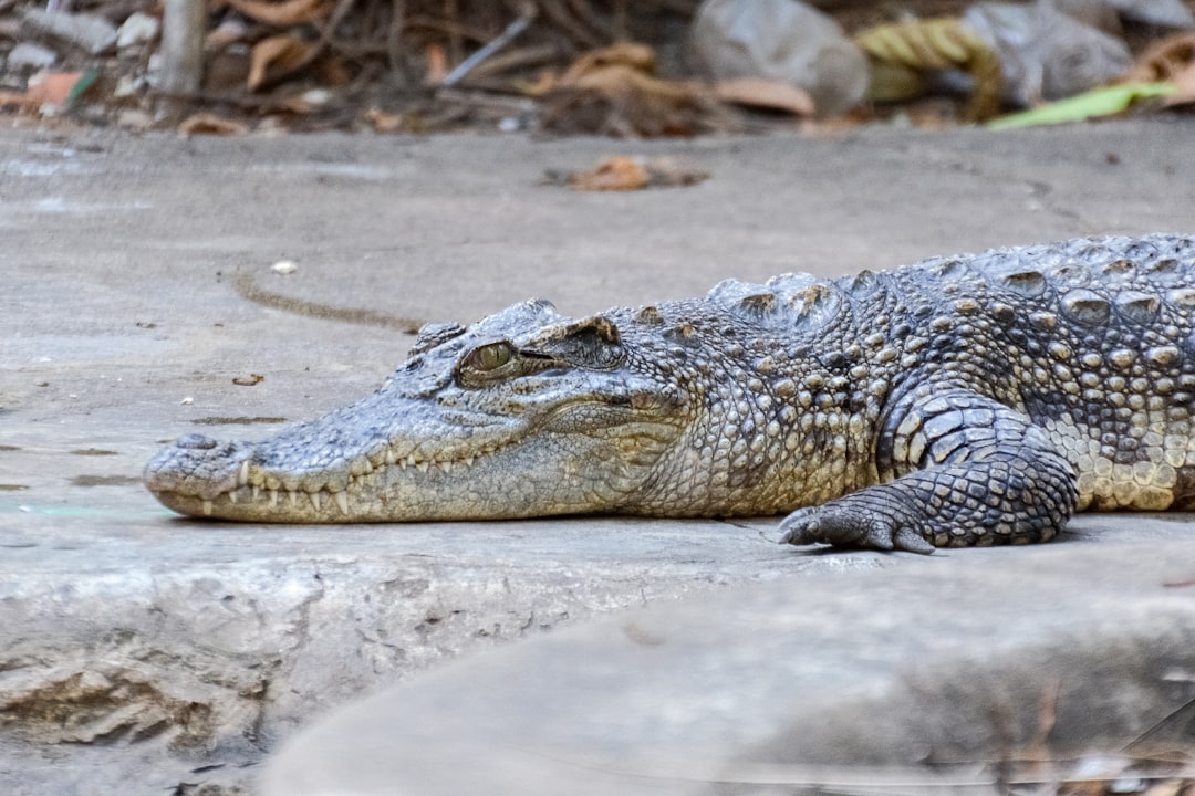 black crocodile on brown sand during daytime