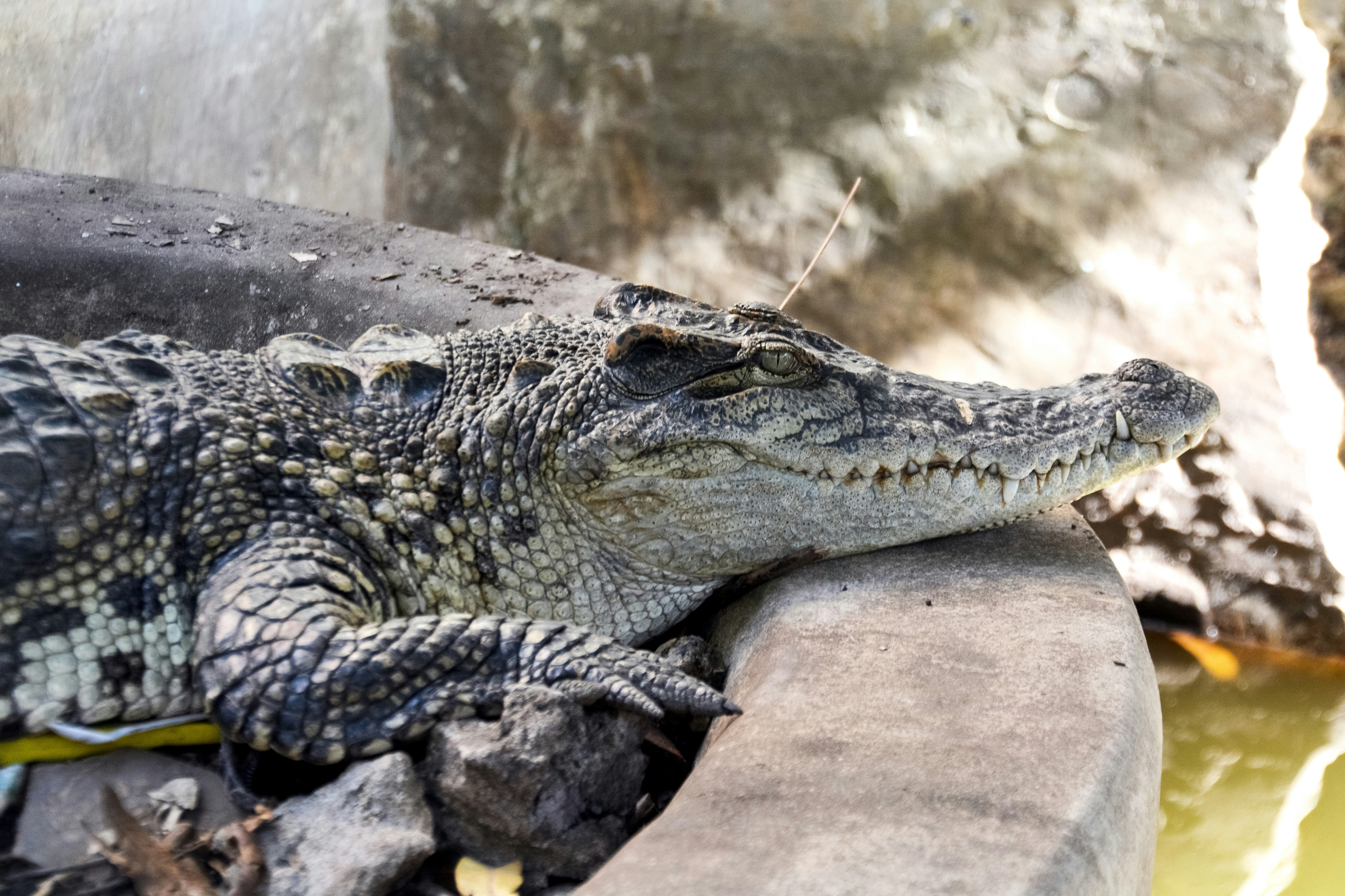 grey crocodile on brown rock