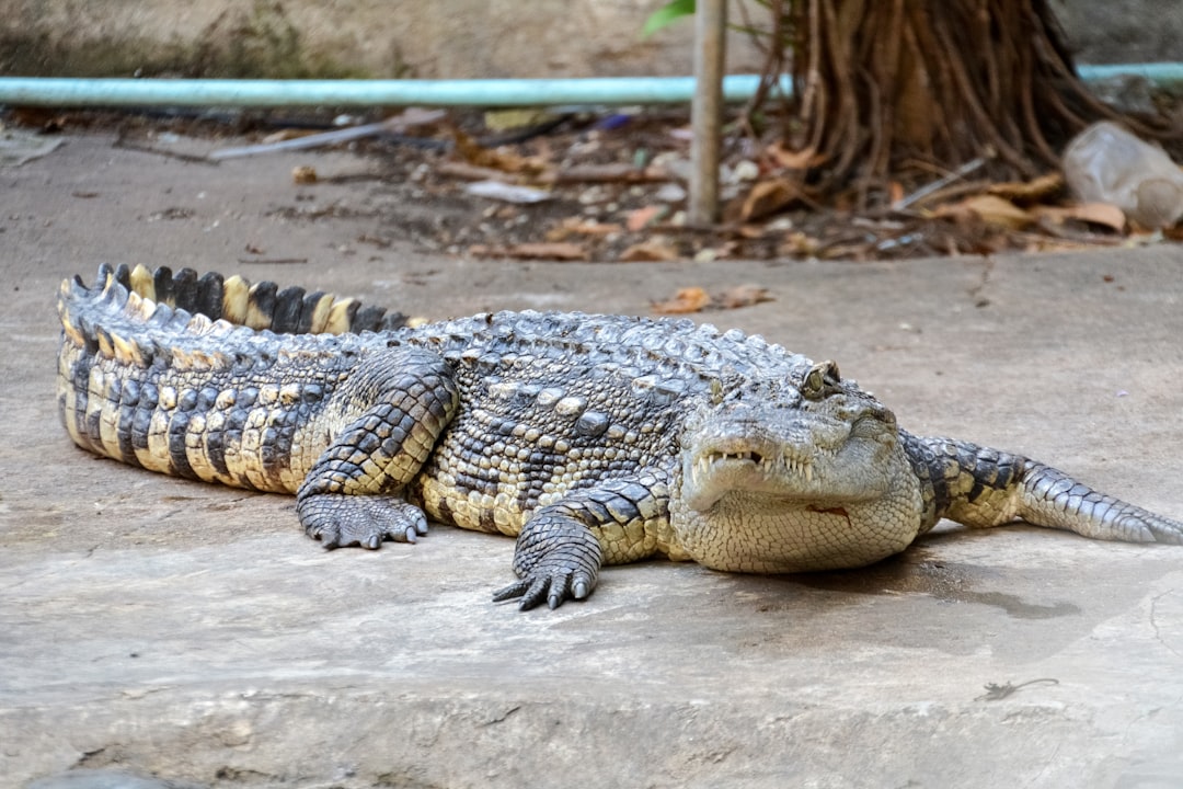 black and brown crocodile lying on ground