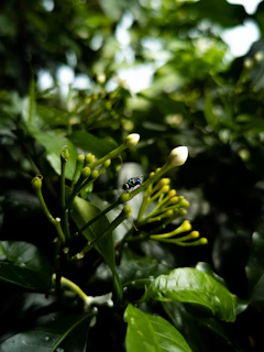 Close-up of a gardener inspecting leaves for pests in a local garden setting.