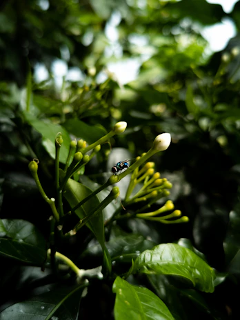 Close-up of a gardener inspecting leaves for pests in a local garden setting.