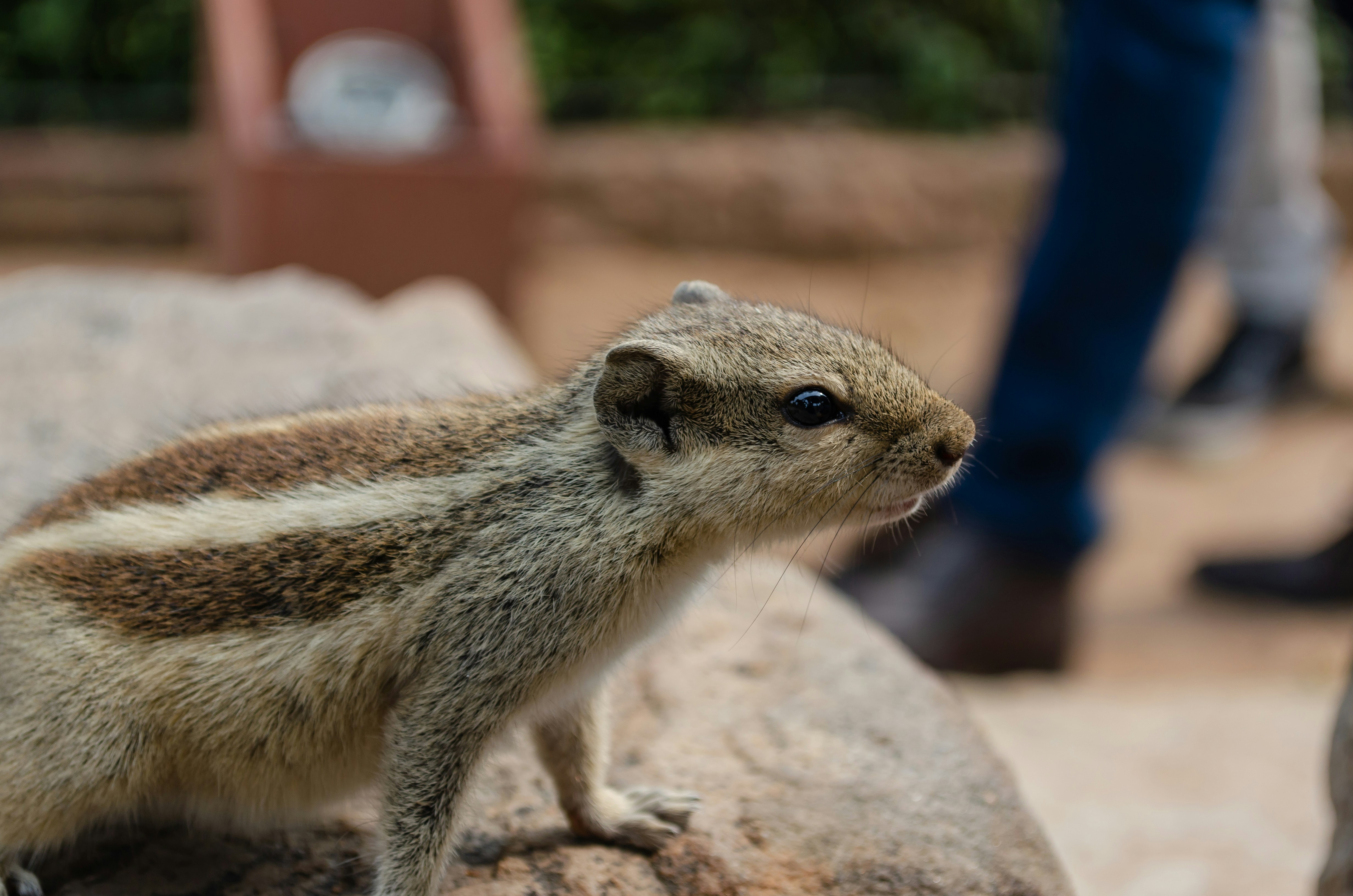 brown and white rodent on brown rock