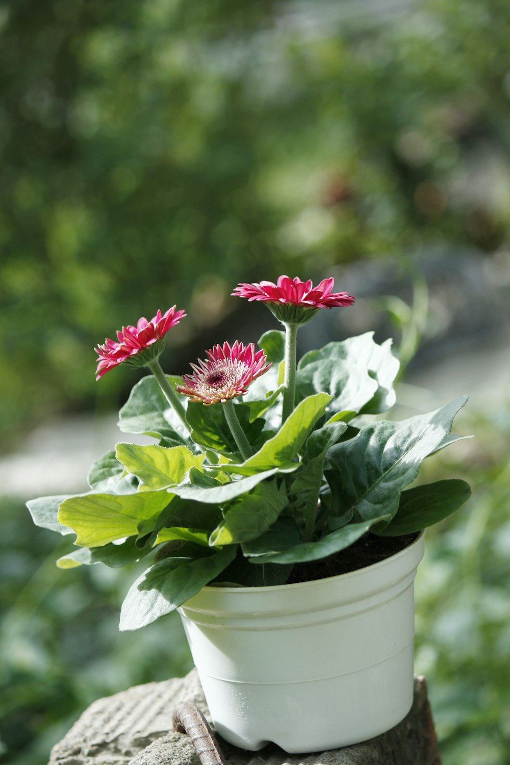 white and red flower in white ceramic vase