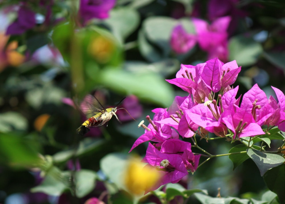 purple flower with yellow and black bee