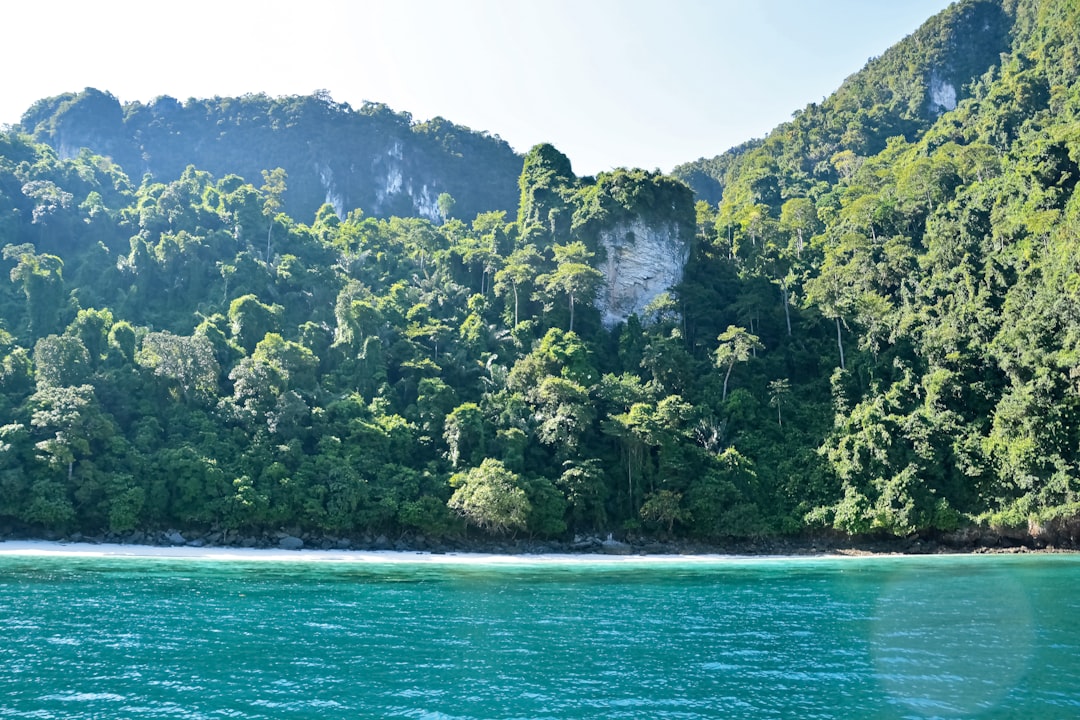 green trees on mountain beside sea during daytime