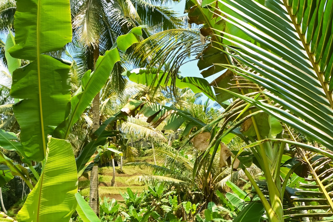 green coconut tree during daytime