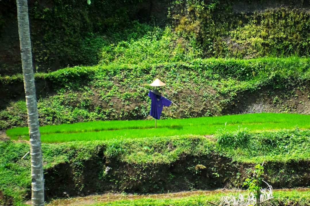 woman in blue dress walking on green grass field during daytime