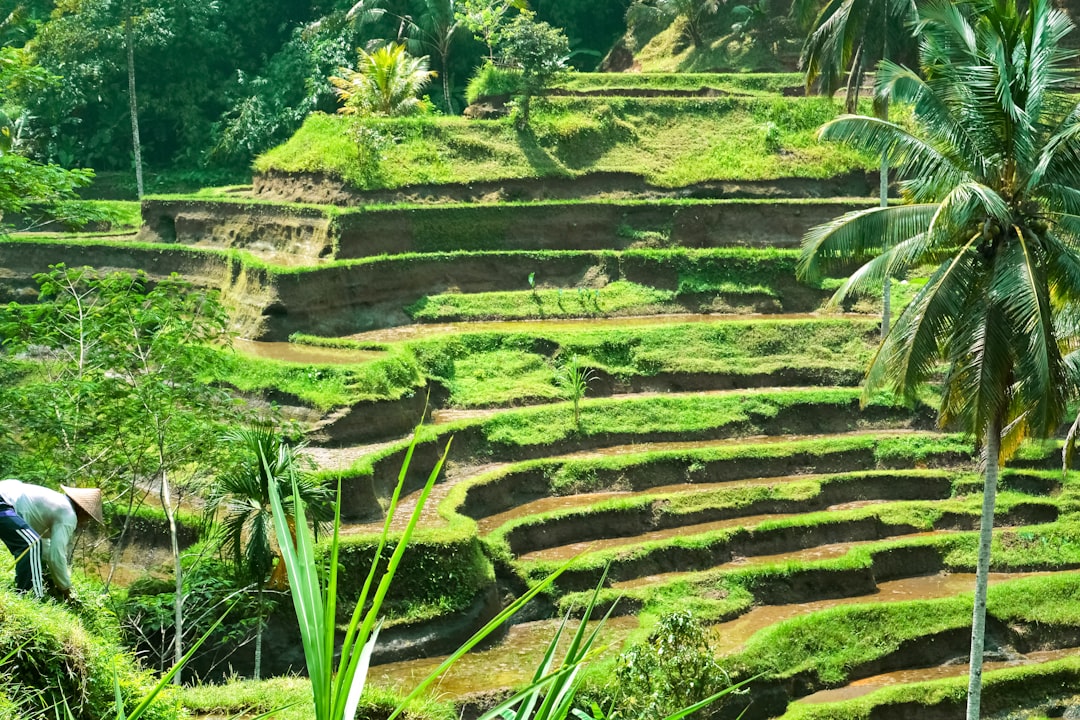 green grass field during daytime