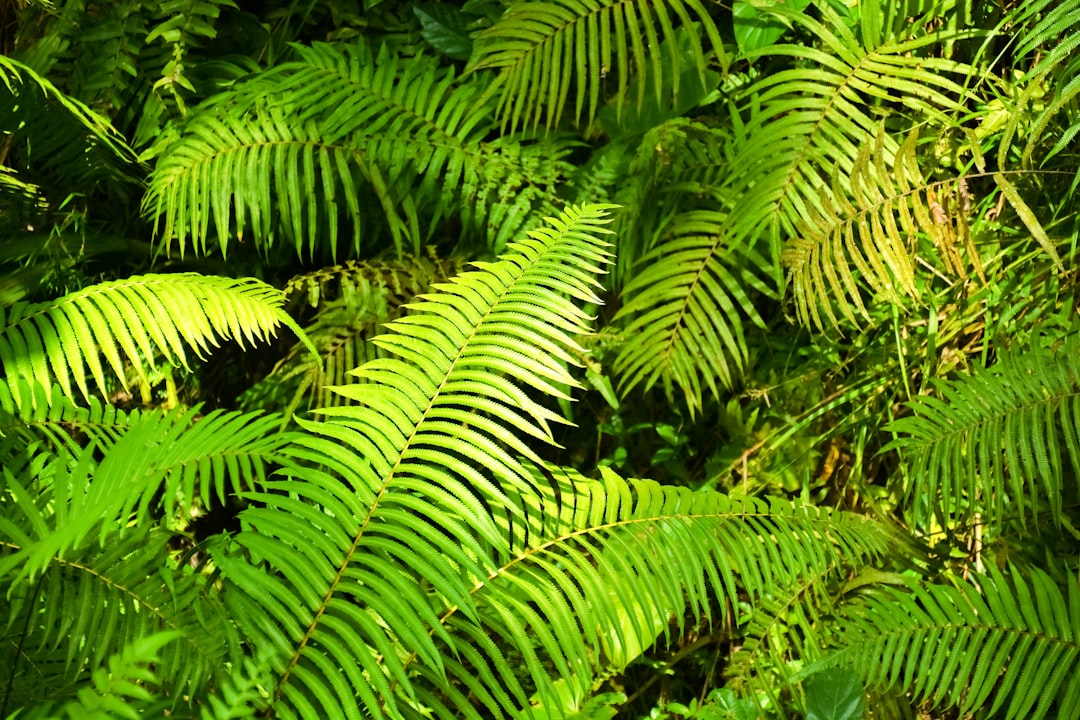 green palm tree during daytime