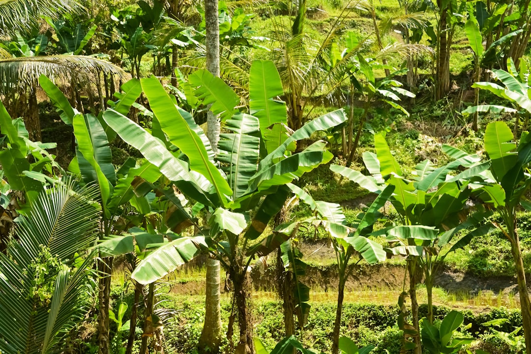 green banana trees on green grass field during daytime