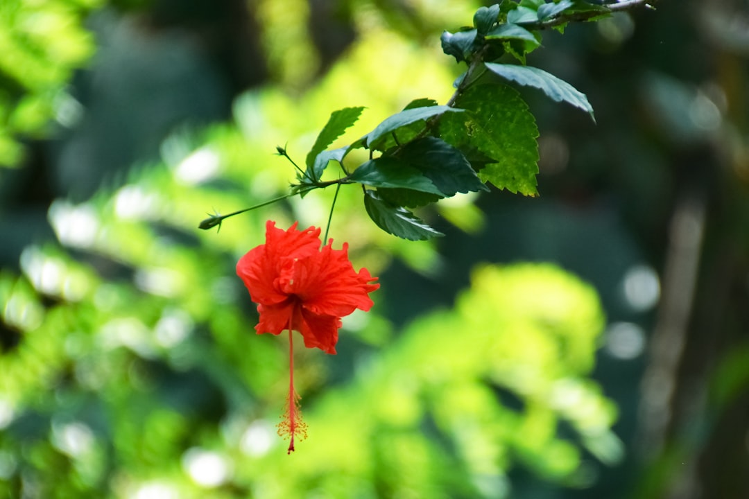 red flower in tilt shift lens