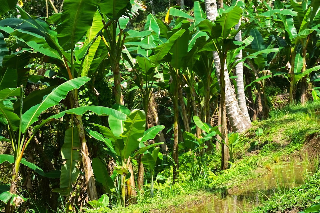 green banana trees near river during daytime