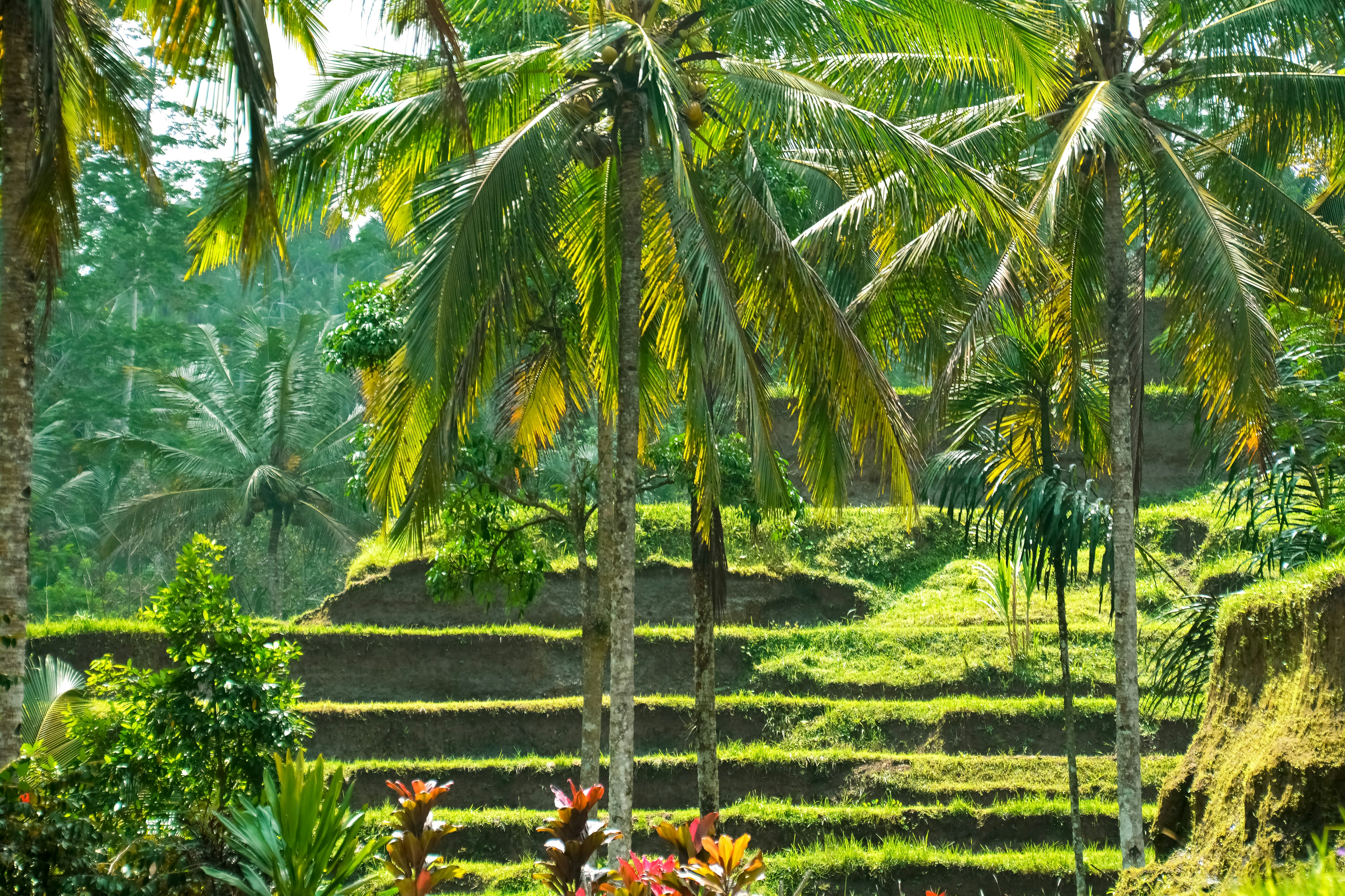 green coconut palm tree near body of water during daytime