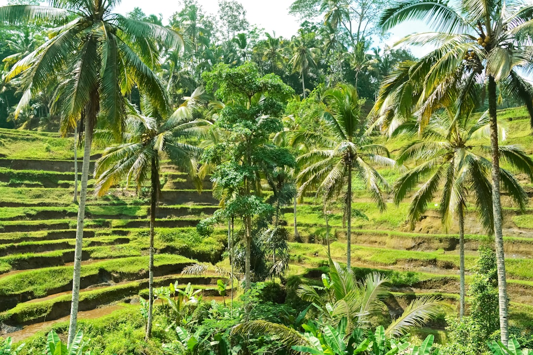 green coconut palm trees on green grass field during daytime