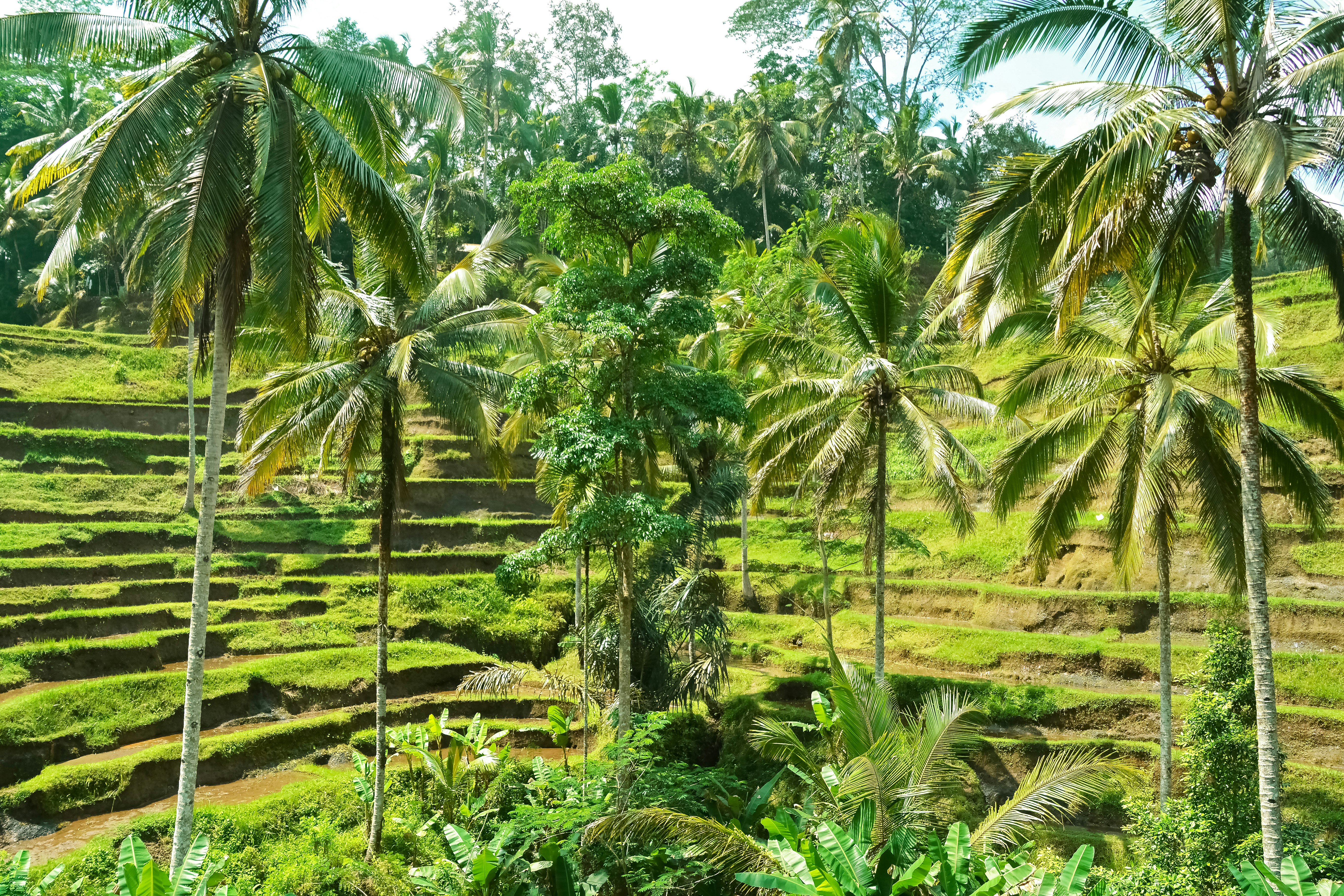 green coconut palm trees on green grass field during daytime