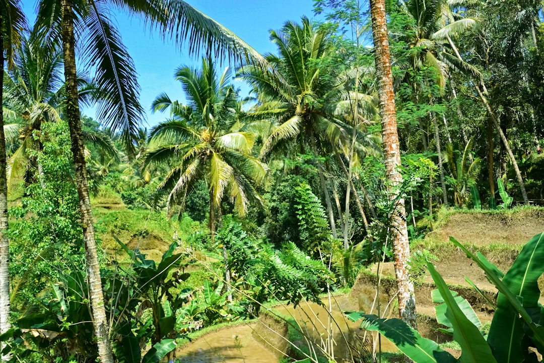 green coconut trees under blue sky during daytime