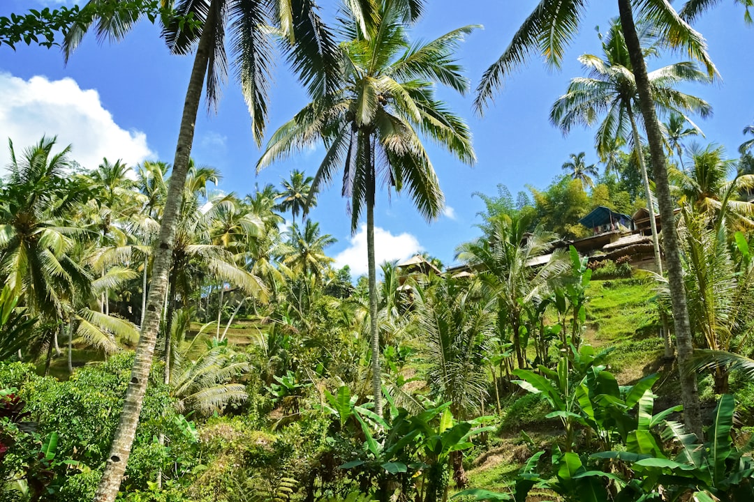 coconut trees near houses during daytime