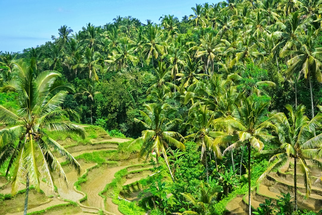green coconut trees under blue sky during daytime