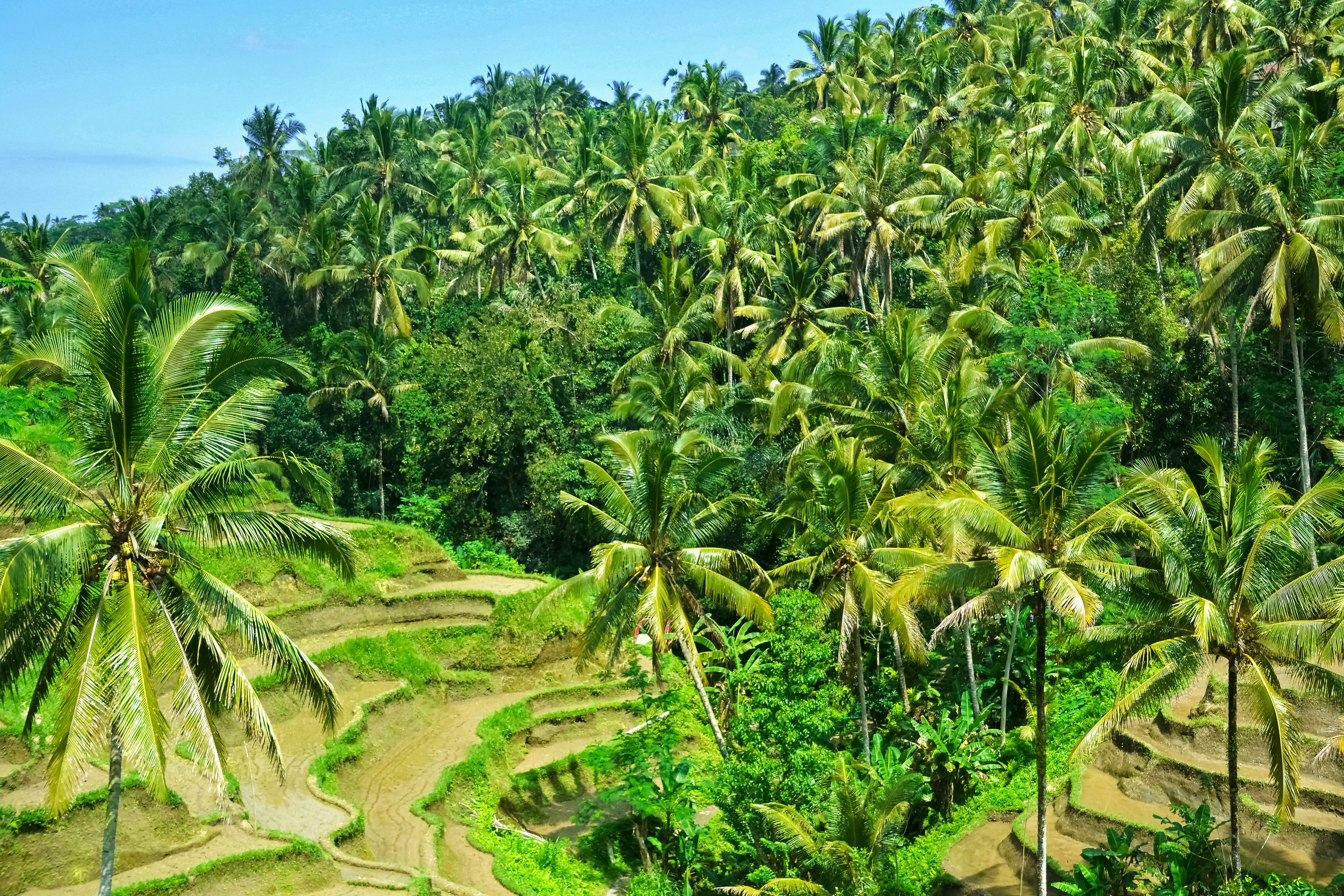 green coconut trees under blue sky during daytime