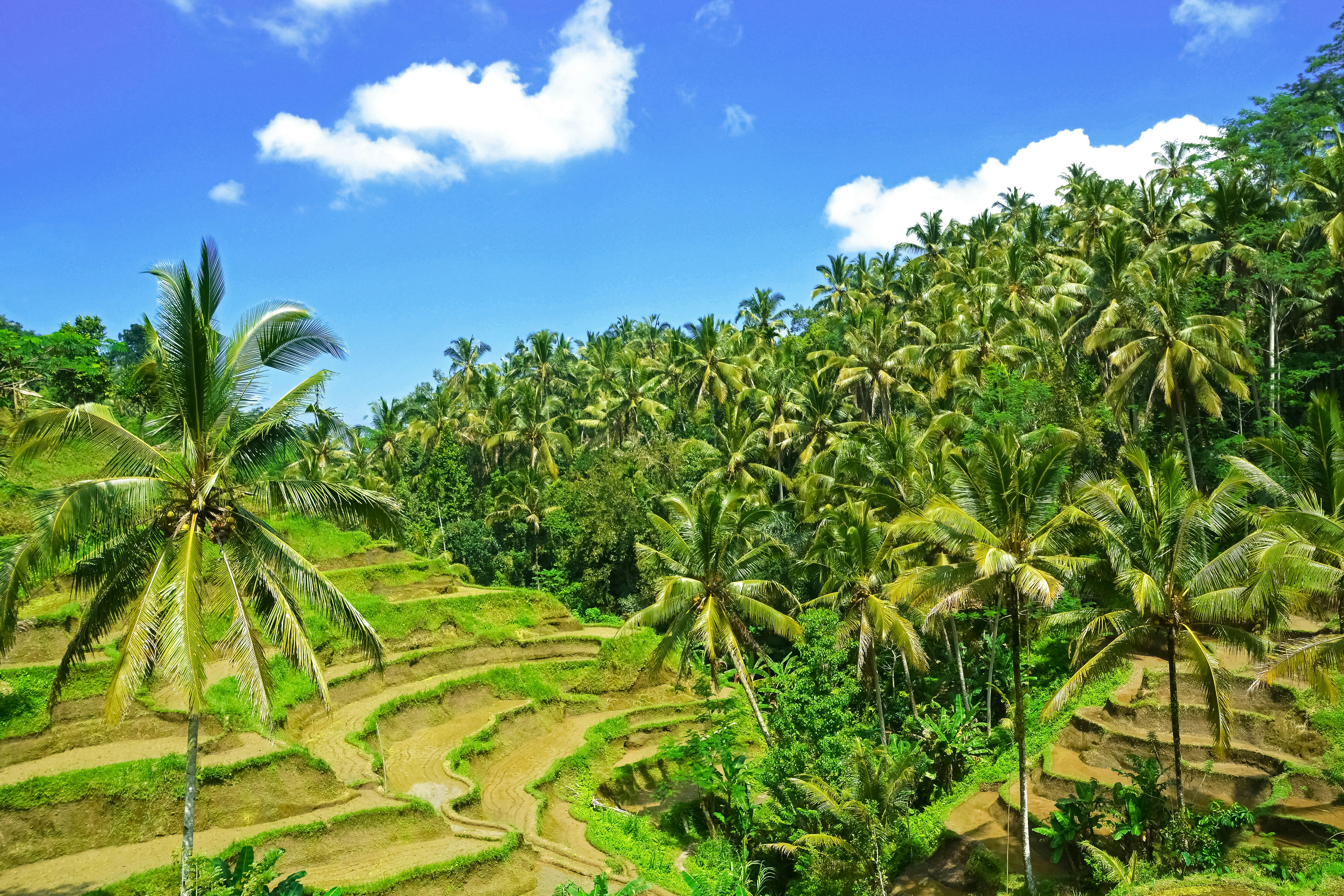 green coconut trees under blue sky during daytime