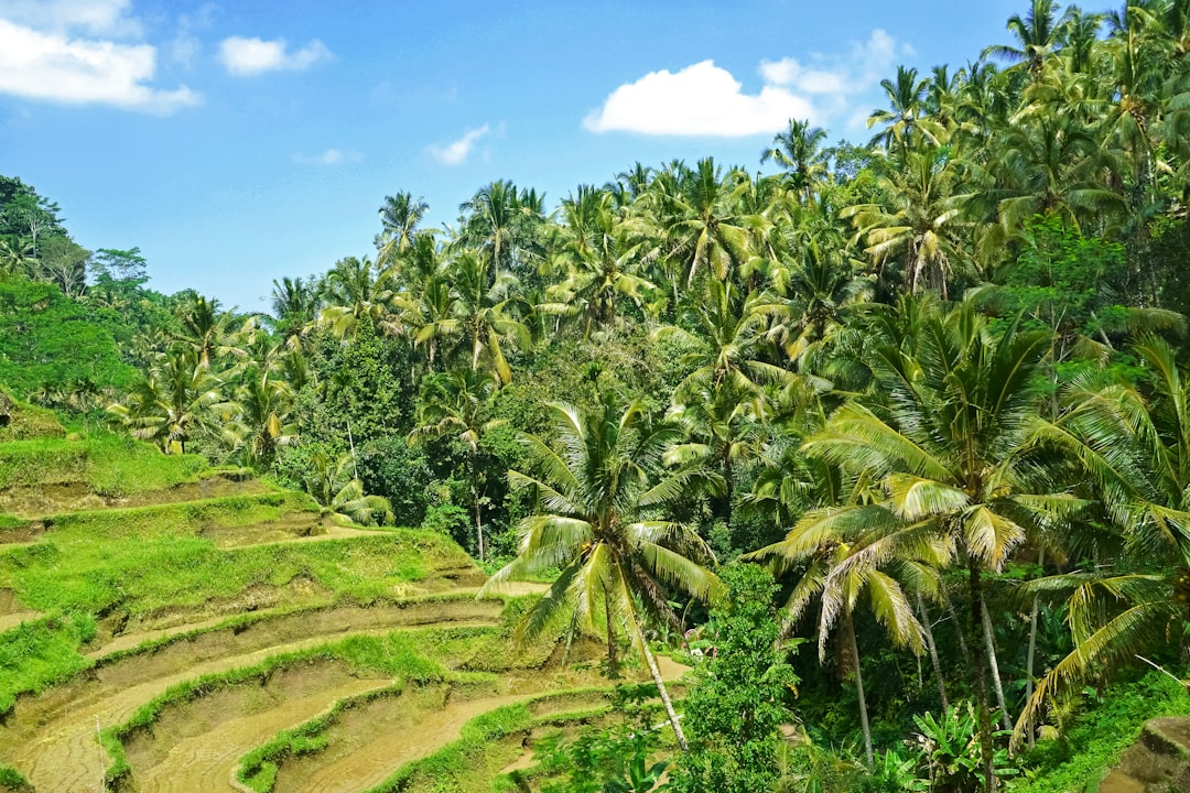 green coconut palm trees under blue sky during daytime