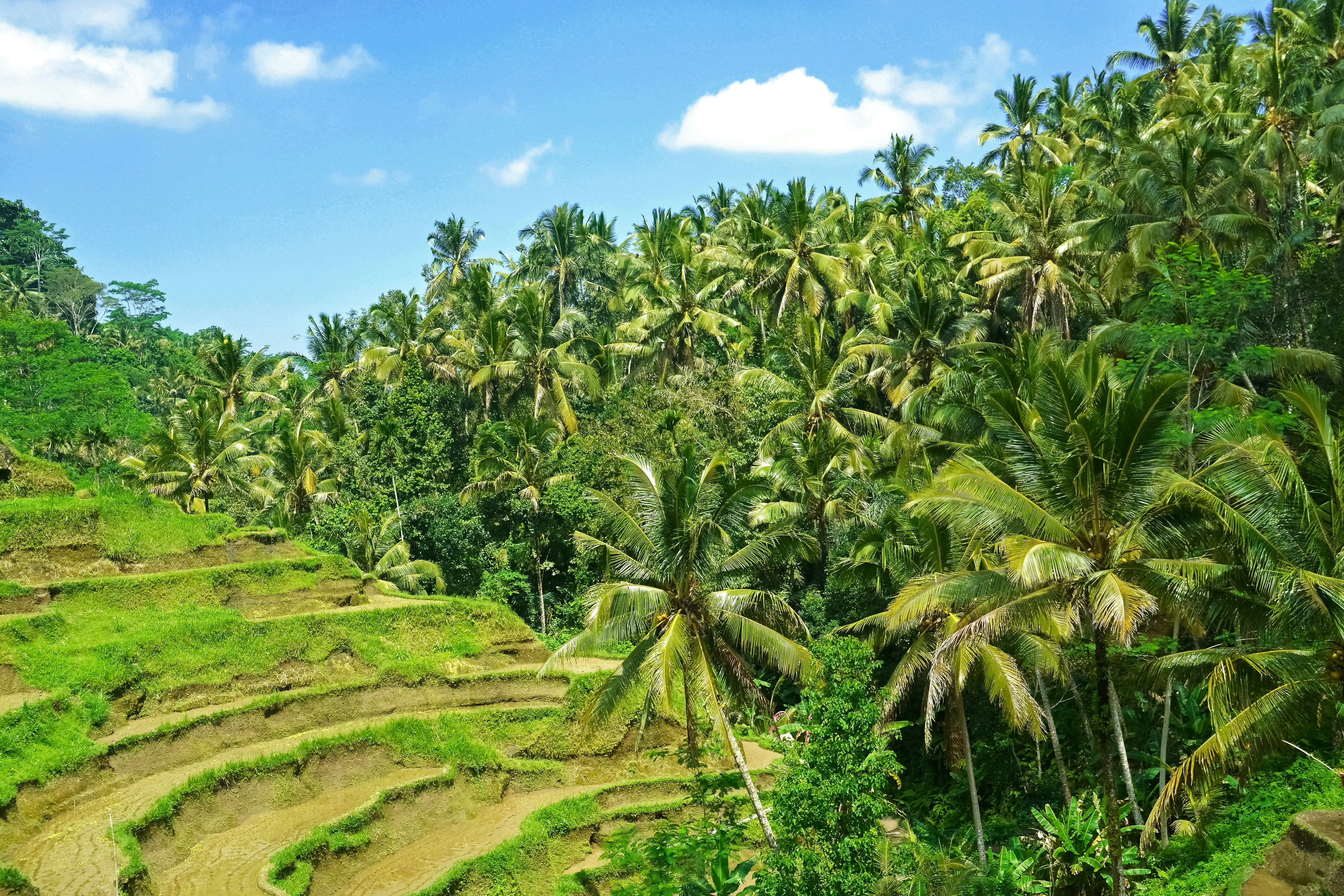 green coconut palm trees under blue sky during daytime