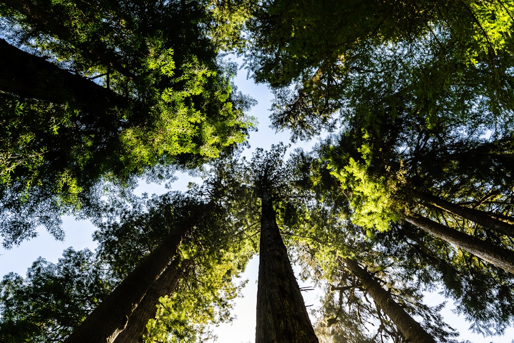 Fotografía de ángulo bajo de árboles verdes durante el día