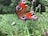 A close-up of a vibrant butterfly perched on a bright flower in a lush garden.