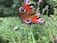 A close-up of a vibrant butterfly perched on a bright flower in a lush garden.