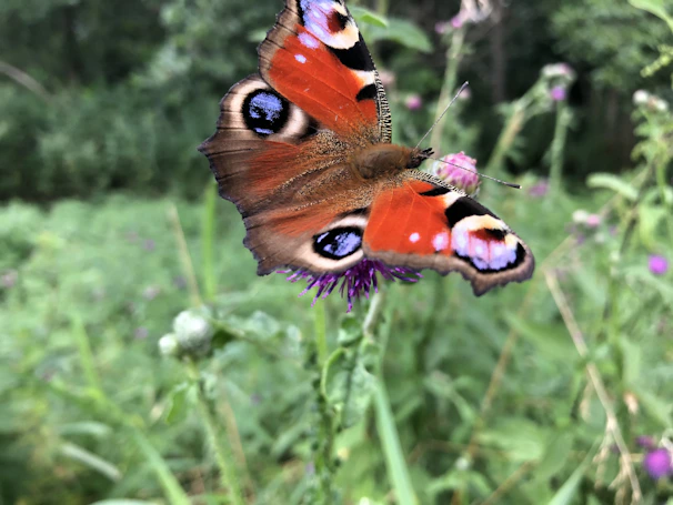Close-up of a colorful butterfly perched on a bright flower in nature