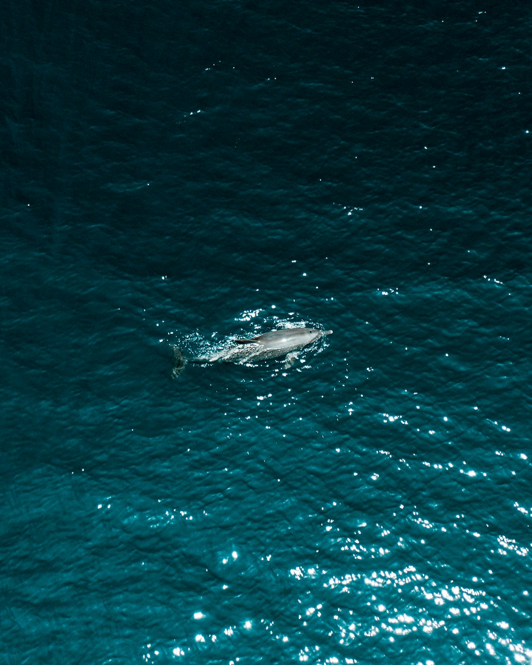 black and white whale in the middle of the sea