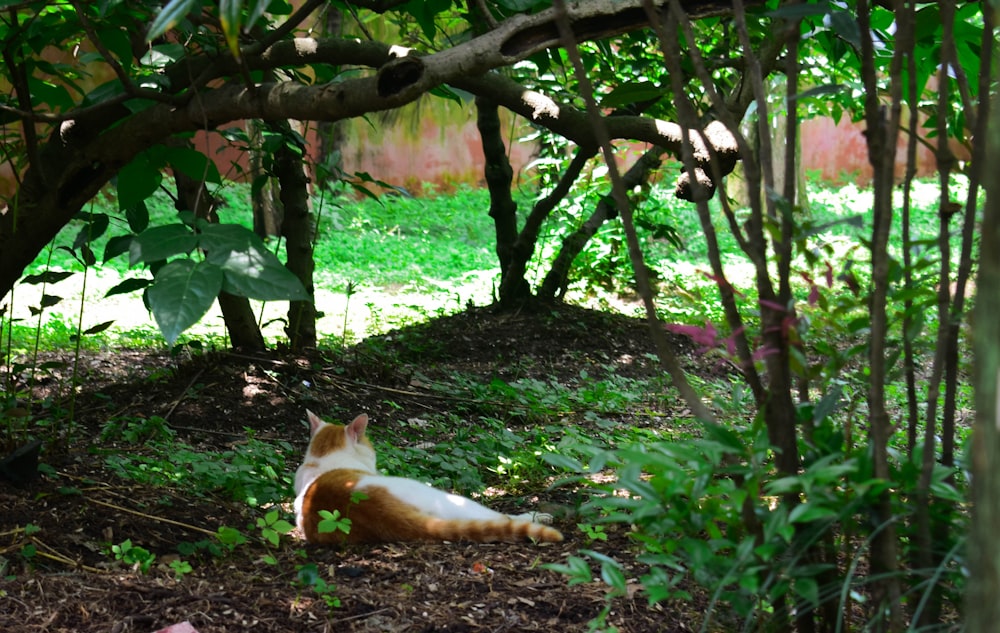 orange and white cat under the tree