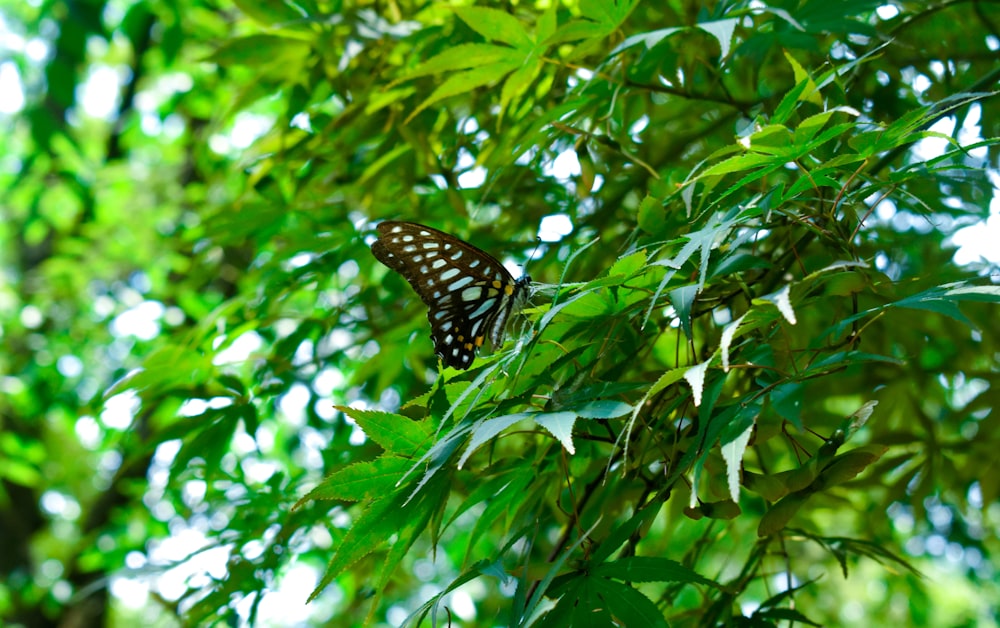black and yellow butterfly on green leaves during daytime