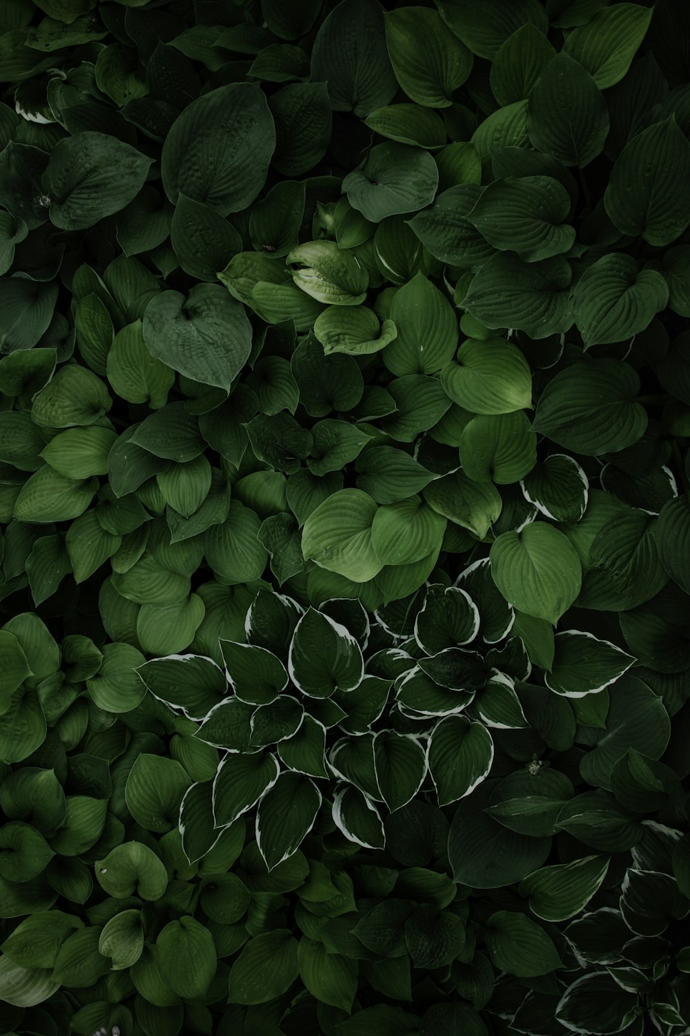 pianta di foglie verdi durante il giorno