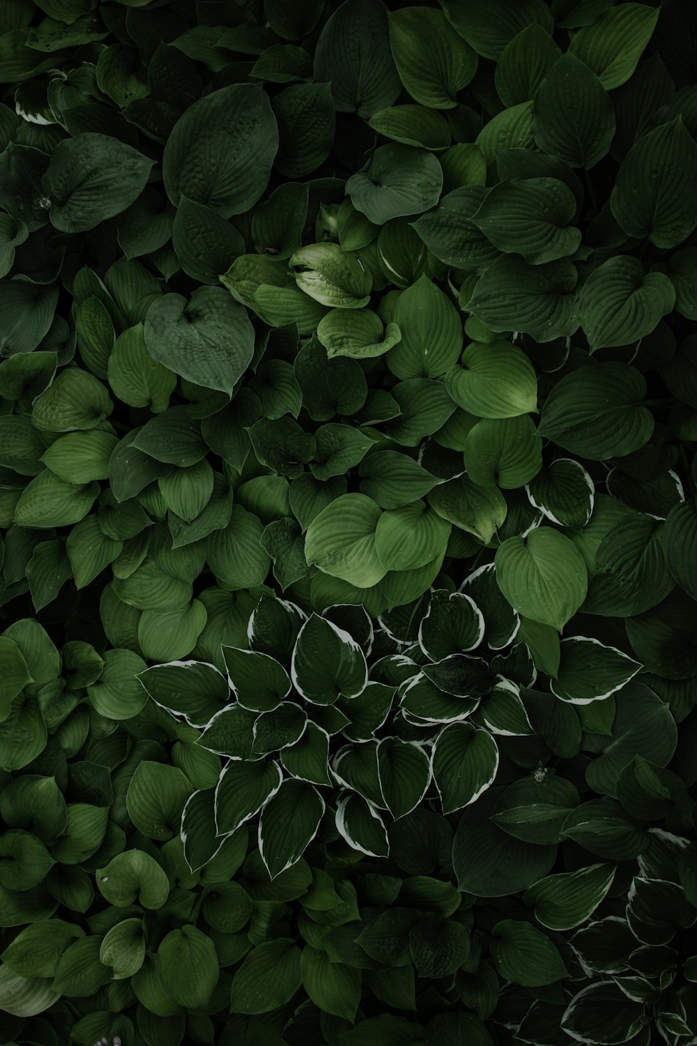 Grüne Blätter pflanzen tagsüber