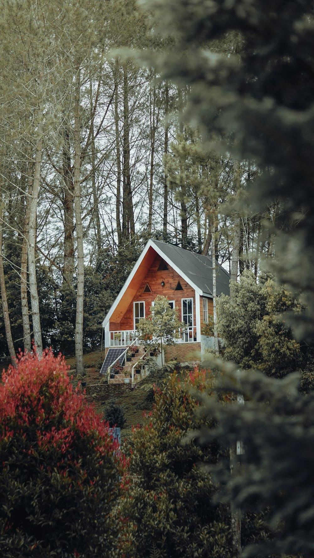 brown and white wooden house surrounded by trees