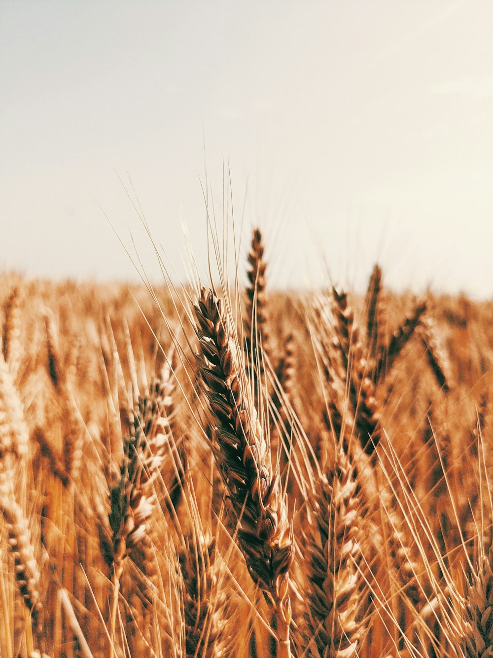 brown wheat field during daytime