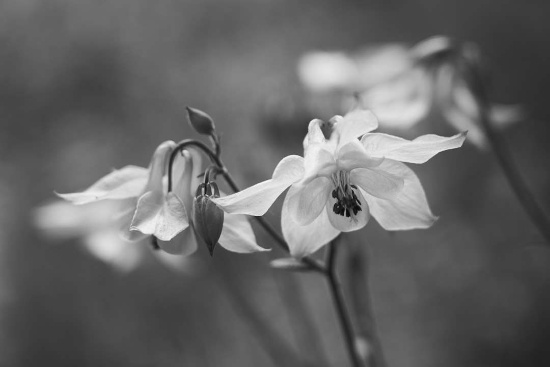 grayscale photo of white flower