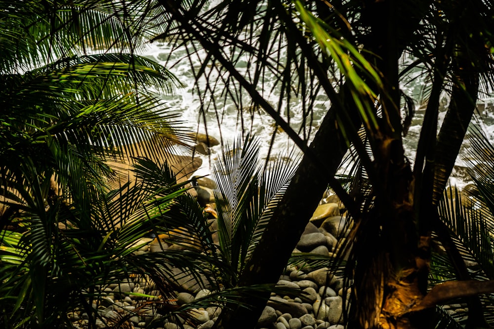 green palm tree during daytime