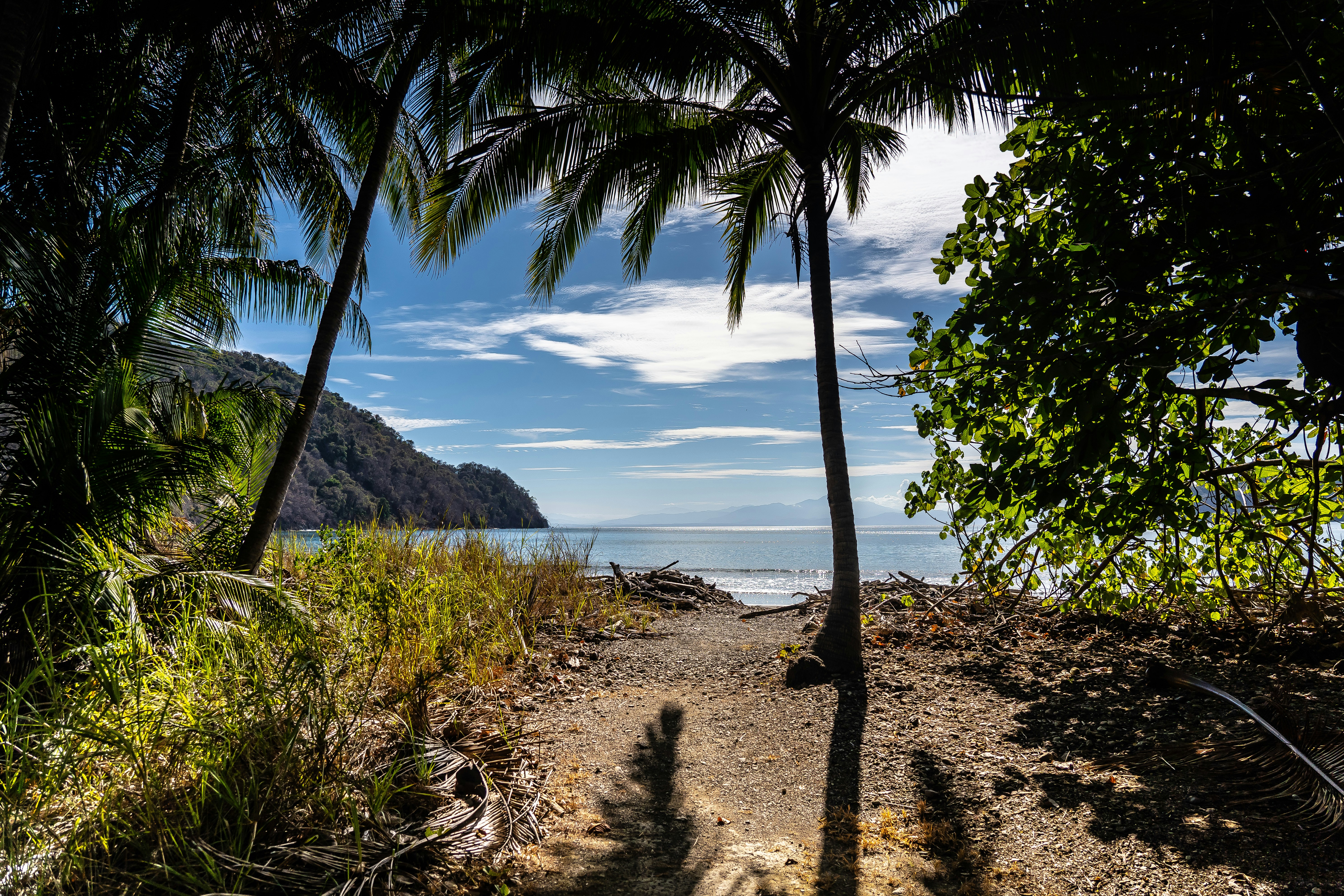 green palm tree on brown sand near body of water during daytime