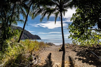 green palm tree on brown sand near body of water during daytime